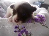 Teacup pom puppy ready for new homes