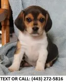 Nahs cute beagle puppies for sale