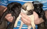 Adourable pug puppies for sal