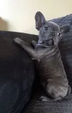 Cute french bulldog puppies for sale