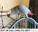 Ggt african grey parrots for sale