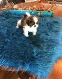 Teacup shih tzu pop ready for new home