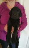 Labrador retriever puppies for sale