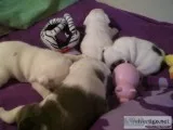 Available english bulldog puppies