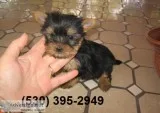 Azsxcvfgh beautiful yorkie puppies