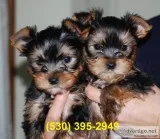Kjjhgffc outstanding yorkie puppies two