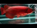Super red arowana fish for sale