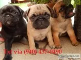 Charming akc reg pug puppies 