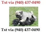 Affectionate pug puppies available xsxs