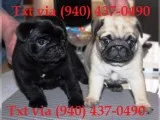 Cute pug puppies for re-homing ✔✔_ 80;🏁