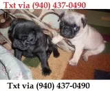Pug puppies available male and female za
