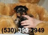 Bhyhjm, l outstanding yorkie puppies