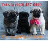 Cute litter of pug puppies fvfv
