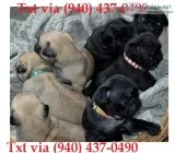 Azxsdc pug puppies available