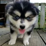Pomsky puppy for sale 