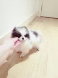  panda colouring tiny teacup pomeranian 