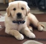 Male golden retriever puppy for adoption