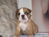 Exceptional female english bulldog puppy