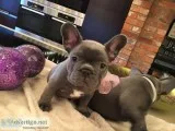 Blue french bulldog pups