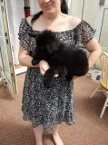  black long coat german shepherd puppy
