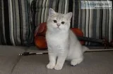 Female british short hair kitten