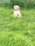 Golden retriever puppies 