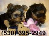 Bnhjuik trained yorkie puppies terrie