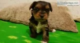 Tea cup yorkie puppies for sale 