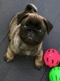  registered pug puppy for sale