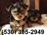 Wertr lovely yorkie puppies ready avail