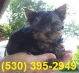 Vbghj lovely yorkie puppies ready avail