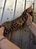 Bengal kittens