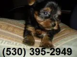 Rtryy lovely yorkie puppies ready avail