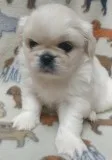 Creme and white pekingese puppies