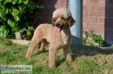 Proven akc reg miniature poodle puppies