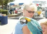 Very friendly female blue and gold 