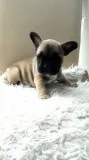 Ready gorgeous french bulldog puppy boy