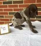 German shorthaired pointer puppies ready