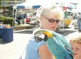  hand reared macaw parrot available 