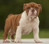 English bulldog puppies for sale