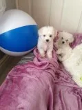Beautiful bichon frise puppy available