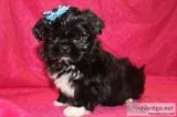 Two shih tzu potty trained puppies