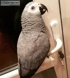African* grey parrot good with ~stranger