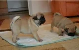 Males and females pug puppies purebred n