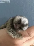 Baby marmoset monkeys for adoption, text 