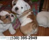 Bfdf loveplayful english bulldog puppies