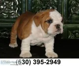 Bghujik lovable english bulldog puppies