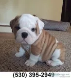 Vcxasdw lovable english bulldog puppies