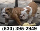 Bhnjmk quality english bulldog puppies