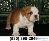 Dfes loveplayful english bulldog puppies